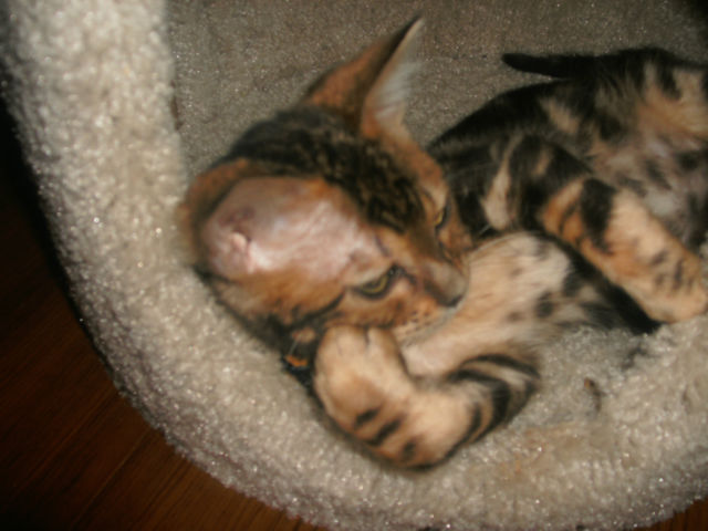 1967 Pontiac GTO (Black/Black)